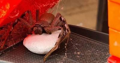 Mum terrified after finding huge huntsman spider with 200 babies lurking inside son's toy - www.dailyrecord.co.uk