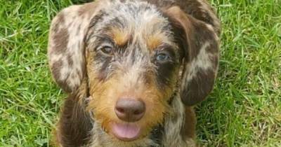 Eight 'dearly loved' family Dachshunds stolen overnight in Derbyshire - www.manchestereveningnews.co.uk - county Lee