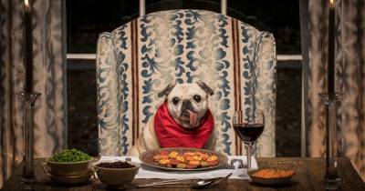 Lily’s Kitchen launches Valentine’s Day meal for your dog - www.manchestereveningnews.co.uk