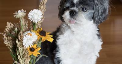 The common Valentine's Day flowers that are dangerous to dogs and cats - www.manchestereveningnews.co.uk