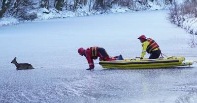 Deer rescue from frozen Scots canal ends in tragedy as animal dies despite being freed - www.dailyrecord.co.uk - Scotland