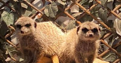 Meerkat found dumped in plastic bag gets new home - and a girlfriend in time for Valentine's Day - www.manchestereveningnews.co.uk