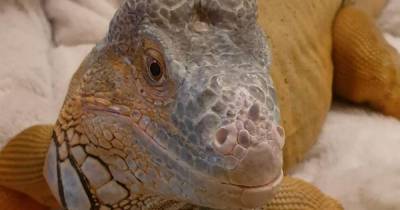 'Miracle' of Frank the 10-year-old iguana who came back from the dead - at the pet crematorium - www.manchestereveningnews.co.uk - Manchester