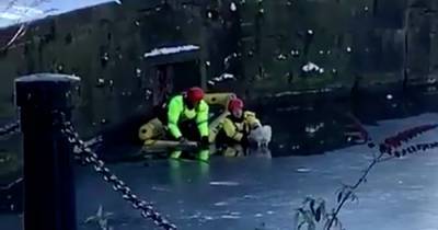 Dramatic rescue mission after tiny dog falls through ice on Scots river as anxious crowd watch on - www.dailyrecord.co.uk - Scotland