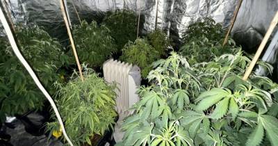 Plants seized as police raid cannabis farm hidden in Bolton home - www.manchestereveningnews.co.uk