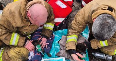 The incredible picture which shows cats being given oxygen after being rescued from a house fire - www.manchestereveningnews.co.uk - city Cheshire