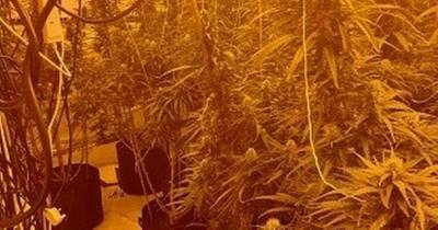 Police raid uncovers more than 100 cannabis plants at farm hidden inside Bury home - www.manchestereveningnews.co.uk