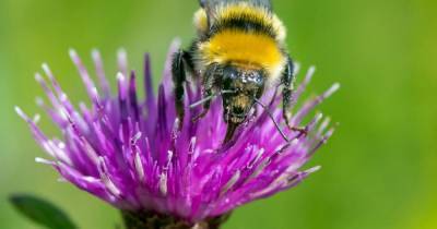 Nest of one of UK's rarest bumblebees discovered in the Highlands - www.dailyrecord.co.uk - Britain - Scotland - county Highlands