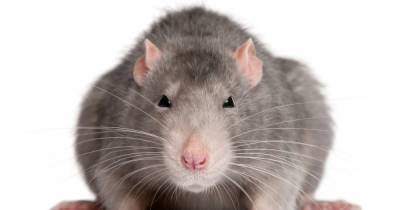 North Lanarkshire Council say rat sightings almost doubled over three years - www.dailyrecord.co.uk
