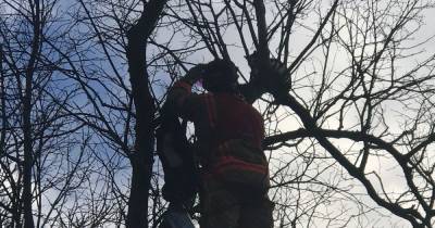 Man gets stuck up tree trying to save pet cat - then watched as it got down by itself - www.manchestereveningnews.co.uk - Manchester