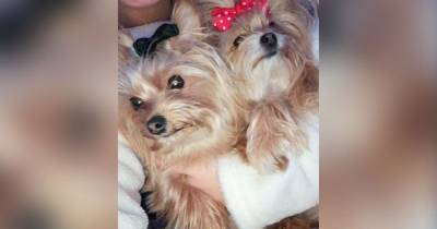 Family's devastation as two Yorkshire Terriers mauled to death by another dog off its lead in park - www.manchestereveningnews.co.uk - county King George