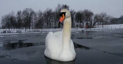 Perth and Kinross animal lovers urged to think twice before attempting to rescue swans stuck in ice - www.dailyrecord.co.uk - Scotland