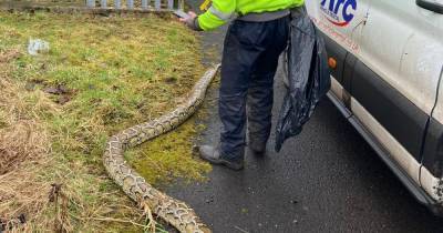 Giant snakes loose in Greenock streets leave locals rattled - www.dailyrecord.co.uk - Scotland - city Inverclyde