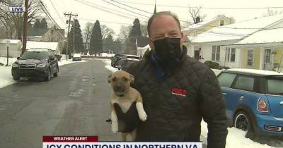 Adorable Puppy Crashes Live Weather Report - etcanada.com - Virginia - county St. Louis