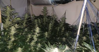 Cannabis farm worth £200k busted in Wythenshawe as two arrested after being found in loft - www.manchestereveningnews.co.uk - Manchester