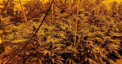 Power supply cut off after cannabis farm found in house - www.manchestereveningnews.co.uk