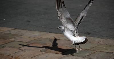 Seagull flew off with man's tongue after woman bit it off in Scots street attack - www.dailyrecord.co.uk - Scotland