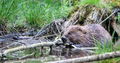 River Tay - Perth is first city in the UK to have resident urban beavers - dailyrecord.co.uk - Britain - Scotland