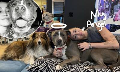 Miley Cyrus Welcomes New Pit Bull After The Passing Of Her Beloved Mary Jane - perezhilton.com