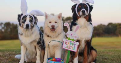 8 dog-friendly Easter eggs and chocolate treats to buy your pet - www.manchestereveningnews.co.uk