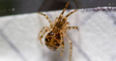 Extremely rare Rugathodes sexpunctatus spider found in Dumbarton - www.dailyrecord.co.uk - Britain - Scotland