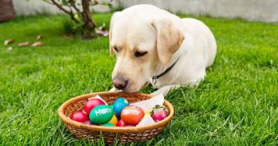 How to make your dog homemade Easter eggs and other seasonal treats - www.manchestereveningnews.co.uk