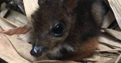 Adorable tiny mouse deer born at UK zoo as proud staff share snaps - www.dailyrecord.co.uk - Britain - Indonesia