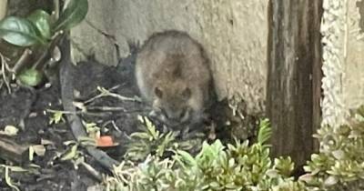 Mum finds mystery creature in her back garden - can you help guess what it is? - www.manchestereveningnews.co.uk - Manchester