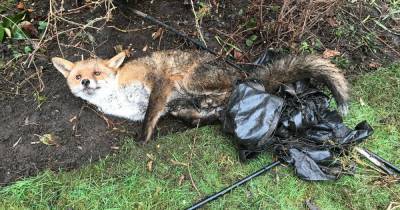 Fox rescued by RSPCA after getting trapped in a back garden football net - www.manchestereveningnews.co.uk