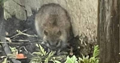 There was quite a debate over a mystery creature spotted in a back garden... we may now have an answer - www.manchestereveningnews.co.uk - Manchester
