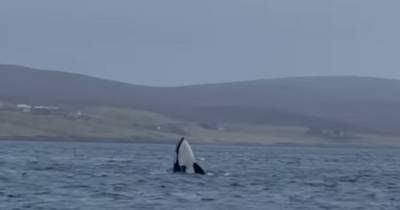 Dramatic moment Scots couple are surrounded by pod of orcas who swim under their boat - www.dailyrecord.co.uk - Scotland