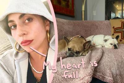 Lady GaGa's Two Pups Have Been Safely Returned -- Plus, An Update On Dog Walker Ryan Fischer's Recovery - perezhilton.com - France