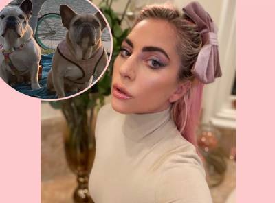 New Details! Sources Say Lady Gaga’s Dognappers May Not Have Been Targeting Her! - perezhilton.com - France