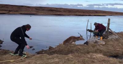 Scots couple pull stricken deer from frozen loch in dramatic rescue - www.dailyrecord.co.uk - Scotland