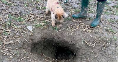 Scots dog Porridge trapped down hole for six days turns up at front door after 100-man search - www.dailyrecord.co.uk - Scotland