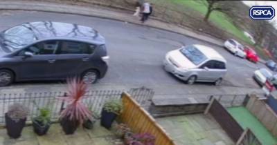 CCTV appeal after terrified dog repeatedly yanked off the ground by its lead - www.manchestereveningnews.co.uk