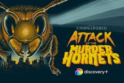 ‘Attack of the Murder Hornets’ Doc Buzzes to Discovery+ (Exclusive) - thewrap.com - USA - state Washington