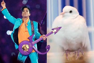 When doves die: Prince’s beloved pet dove Divinity dies at 28 - nypost.com - Minnesota