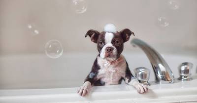 How to make sure your dog's first bath is an enjoyable experience for all - www.manchestereveningnews.co.uk - Britain