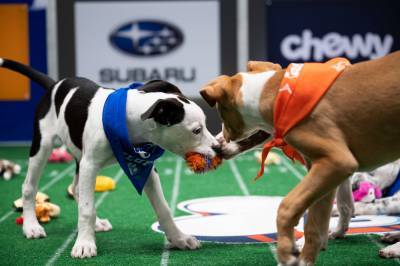How to watch the Puppy Bowl’s Team Ruff vs. Team Fluff rematch - nypost.com