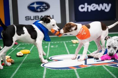 Puppy Bowl 2021 winner recap: Underdogs of Team Ruff were very good boys - nypost.com - USA