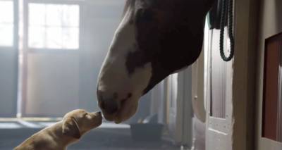 Budweiser's Best Clydesdale Horses Super Bowl Commercials - WATCH NOW! - www.justjared.com