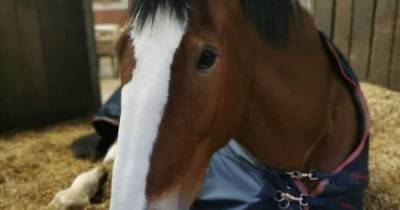 Police Scotland horse collapses and dies while on patrol at Scots park - www.dailyrecord.co.uk - Scotland