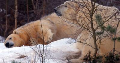 Scots polar bears hook up for Valentines at Highland Wildlife in hopes for Hamish 2.0 - www.dailyrecord.co.uk - Britain - Scotland - county Highlands