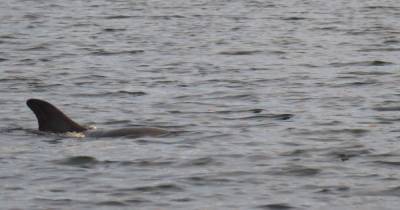 Dolphin with trapped beak off Skye sees hero rescue effort from charity staff - www.dailyrecord.co.uk - Britain