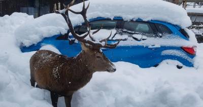 Wild stag interrupts Scots couples breakfast after getting trapped in snow covered garden - www.dailyrecord.co.uk - Scotland
