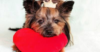 10 cute Valentine' s Day dog gifts your pet will love - www.manchestereveningnews.co.uk