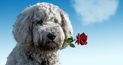 Tesco launches cute Valentine's Day range for your dog - www.manchestereveningnews.co.uk