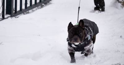 Important reason dog owners should always keep their pet on a lead during snow - www.dailyrecord.co.uk