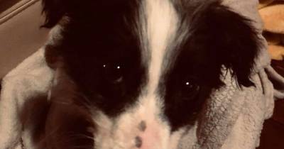 Border Collie puppy pees blood and dies hours after 'breeders' drop £1k pup off with devastated Scots family - www.dailyrecord.co.uk - Scotland